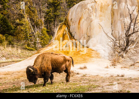 Bisons im Yellowstone Park Stockfoto