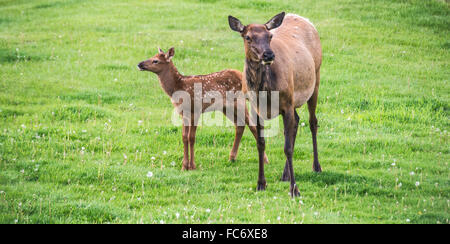 Elch und neugeborenes Kalb Stockfoto