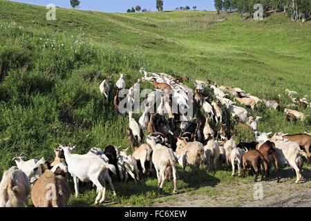 Herde von Ziegen weiden auf einem grünen Hügel. Stockfoto