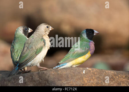 unreif und Black-faced Prachtfinkenart Finken (Erythrura Gouldiae) Stockfoto