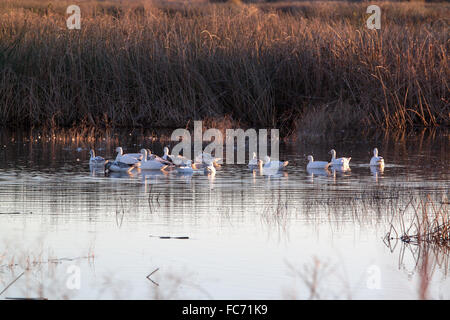 Eine Gruppe von gemischten Arten von Gänsen speist in den frühen Morgenstunden im Sacramento Wildlife Refuge in Kalifornien Stockfoto