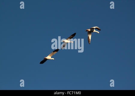 Drei Schneegänse (Anser caerulescens) fliegen im frühen Morgenlicht gegen einen blauen Himmel Stockfoto