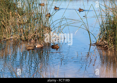 American und eurasischen Pfeifenten schwimmen in einem Feuchtgebiet in Sacramento Wildlife Refuge in Nordkalifornien Stockfoto