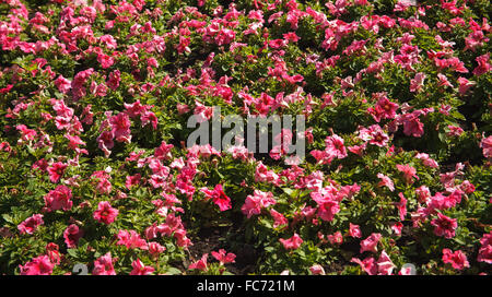 Blumen Wand Hintergrund Stockfoto