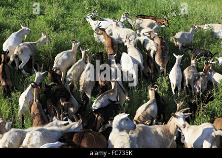 Herde von Ziegen weiden auf einem grünen Hügel. Stockfoto