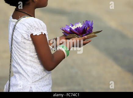 Blumen von einem Lotus in Händen Stockfoto
