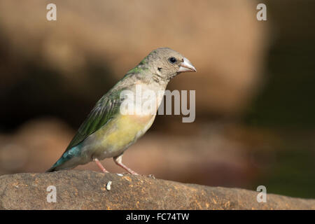 Unreife Prachtfinkenart Finch (Erythrura Gouldiae) Stockfoto