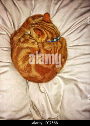Katze zusammengerollt auf Bett Stockfoto