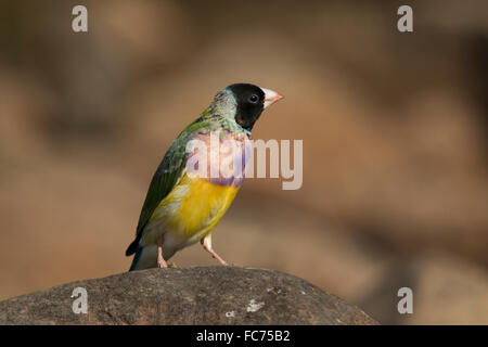 Black-faced Prachtfinkenart Finch (Erythrura Gouldiae) Stockfoto