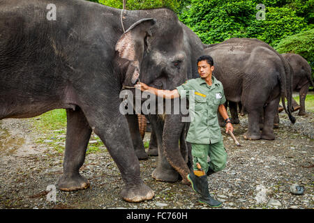 Ranger und Sumatra Elefanten (Elephas Maximus SSP. Sumatranus) im Gunung Leuser Nationalpark, Sumatra, Indonesien. Stockfoto