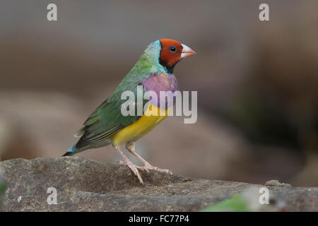 Mit rotem Gesicht Prachtfinkenart Finch (Erythrura Gouldiae) Stockfoto