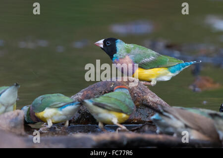 Black-faced Prachtfinkenart Finch (Erythrura Gouldiae) Stockfoto