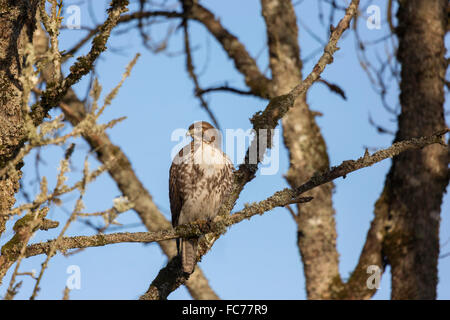 Rot - angebundener Falke Stockfoto