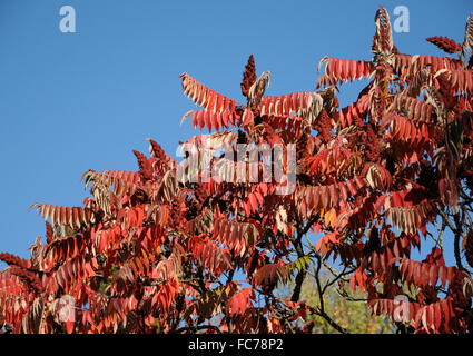 Sumac Stockfoto