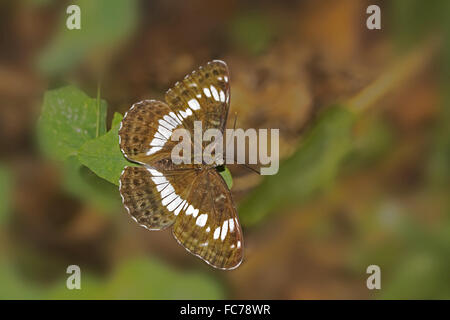 Eurasische White admiral Stockfoto