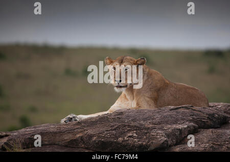 Löwin auf Baum Stockfoto