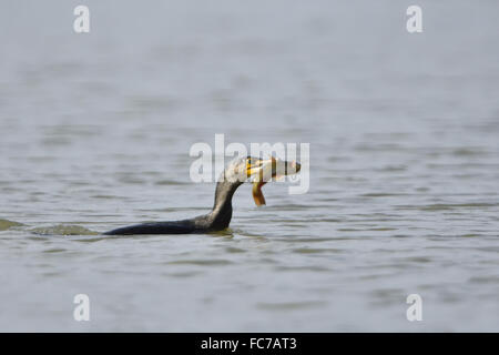 Kormoran Stockfoto