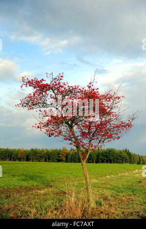 Crataegus prunifolia Stockfoto