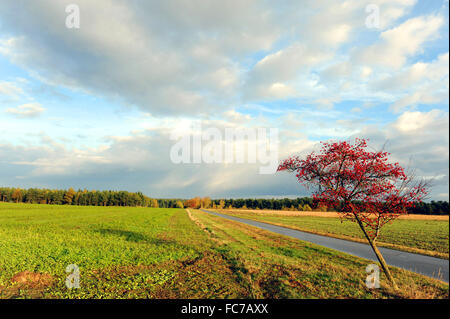 Crataegus prunifolia Stockfoto