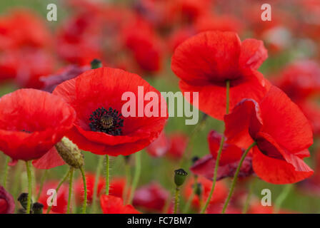 Mohn mit Fokus Hintergrund unscharf Stockfoto