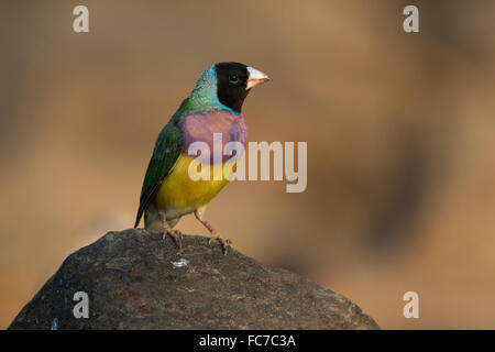 Black-faced Prachtfinkenart Finch (Erythrura Gouldiae) Stockfoto