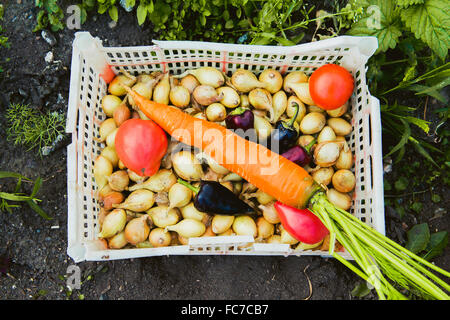 Eimer mit Gemüse im Garten Stockfoto