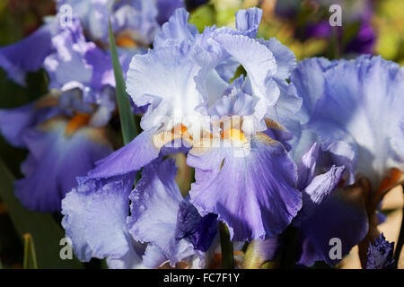 schöne Blume Iris Nahaufnahme. Blau Stockfoto