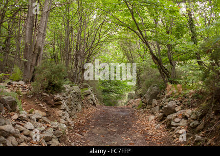 Feldweg in abgelegenen Wald Stockfoto