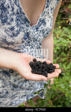 Nahaufnahme von Hand mit frischen Brombeeren Stockfoto