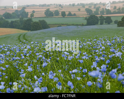 Ein Feld von Leinsamen Pflanzen in Blüte Stockfoto