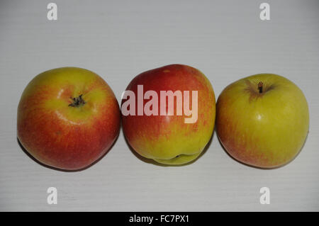 Apple-Art Jamba Stockfoto