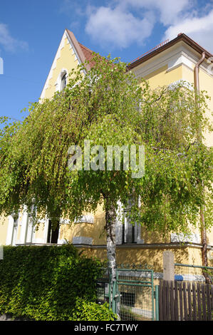 Weinende Birke Stockfoto