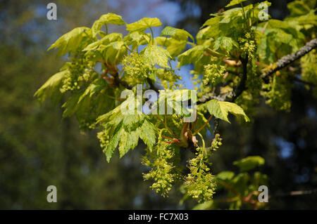 Bergahorn Leopoldii Stockfoto