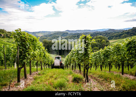 Weingut mit Weinreben vor der Ernte im Herbst, Süd-Steiermark-Österreich-Europa Stockfoto