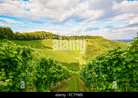 Weingut mit Weinreben vor der Ernte im Herbst, Süd-Steiermark-Österreich-Europa Stockfoto