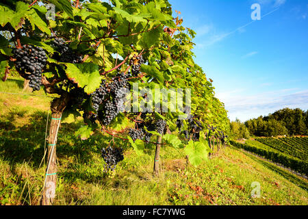 Weingut mit Weinreben vor der Ernte im Herbst, Süd-Steiermark-Österreich-Europa Stockfoto