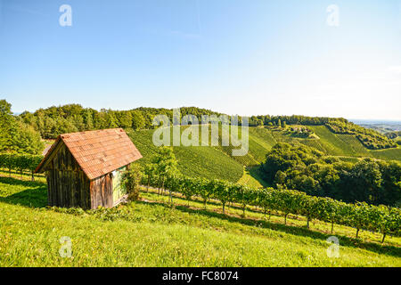 Weingut mit Weinreben vor der Ernte im Herbst, Süd-Steiermark-Österreich-Europa Stockfoto