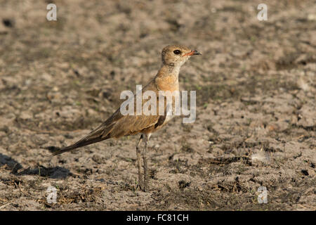 Australische Brachschwalbe (Stiltia Isabella) Stockfoto