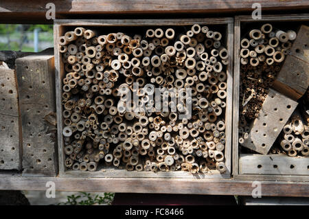 Insektenhaus mit Wildbienen Stockfoto