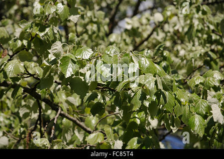 Silber-Pappel Stockfoto