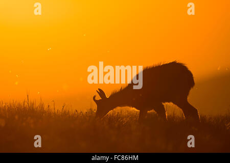 Alpine Gämse (Rupicapra Rupicapra) weidet bei Sonnenaufgang in wunderbar warmen orange Hintergrundbeleuchtung. Stockfoto