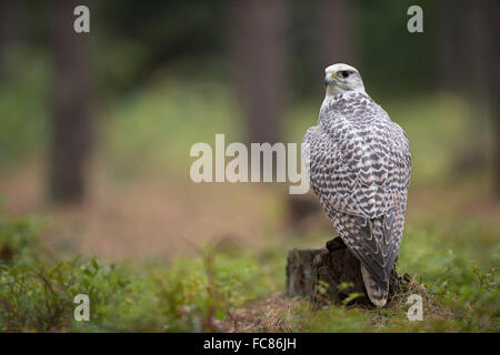 Gerfalke (Falco Rusticolus) thront auf einem Baumstumpf, auf dem Boden eines Waldes, Rückseite Blick (Captive). Stockfoto