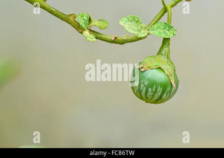 Thai grüne Auberginen auf Baum Stockfoto