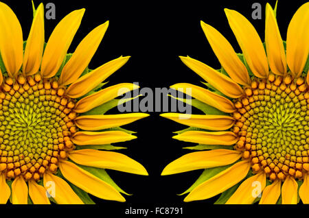 Zwei Sonnenblumen Closeup auf schwarzem Hintergrund Stockfoto