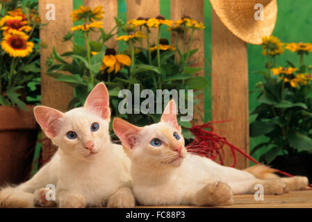 Balinesen-Katze. Zwei Kätzchen vor ein Gartenzaun liegen. Deutschland Stockfoto