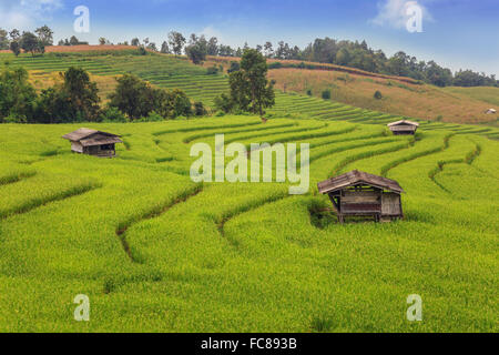 Die Reisfelder im Herkunftsland Thailand Stockfoto