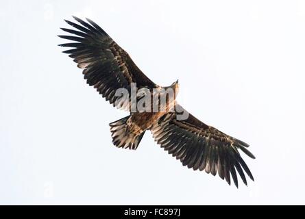 Juvenile Seeadler im Flug, Januar 2016 Stockfoto