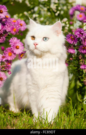 British Longhair. Erwachsene Katze mit den Augen der anderen Farbe steht in einem Garten neben einem blühenden buschige Aster. Deutschland Stockfoto