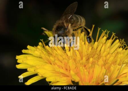 Die Blüten des Löwenzahns (Taraxacum Officinale) werden oft von Honesbees besucht. Sie bieten die Honigbienen viel Nektar und Pollen eine eiweißreiche, sie brauchen vor allem für die Aufzucht der Brut. Stockfoto