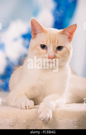 Schneeschuh-Katze. Für Erwachsene liegen auf einer Decke. Deutschland Stockfoto